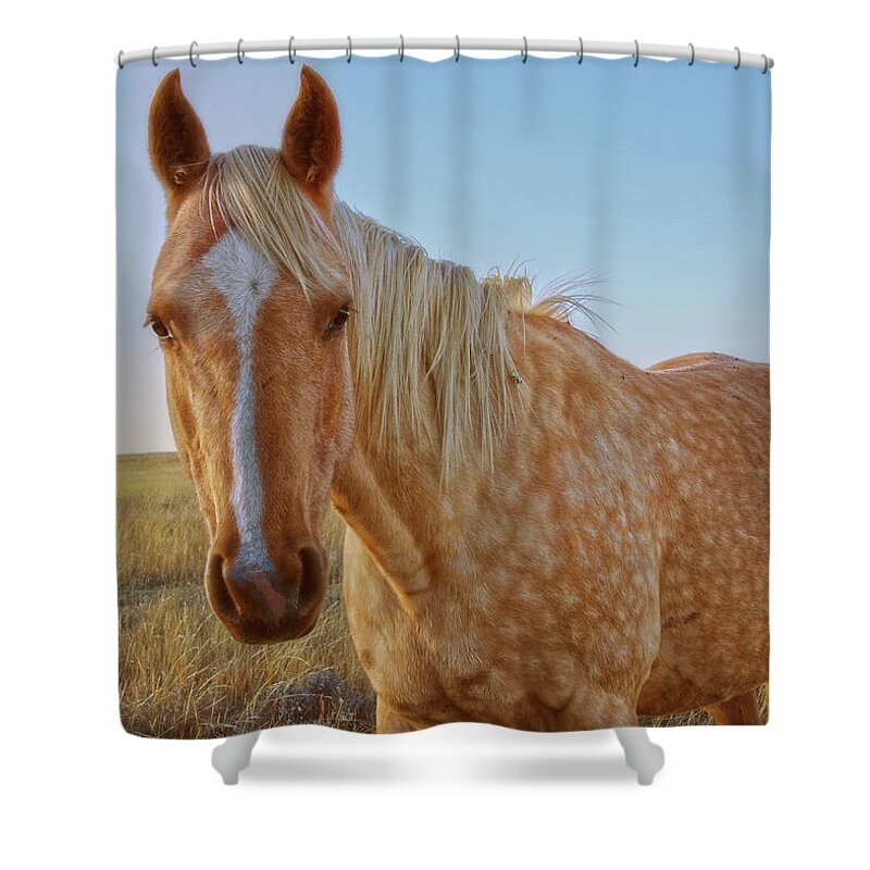 Horse Shower Curtain featuring the photograph Raising Dapple by Amanda Smith