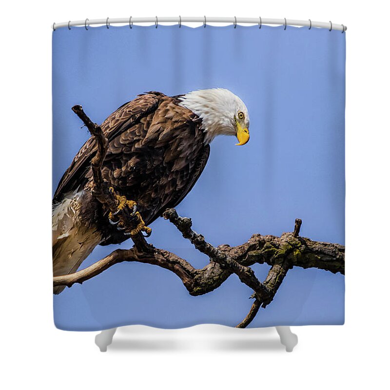 American Bald Eagle Shower Curtain featuring the photograph Raptor On High by Ray Congrove