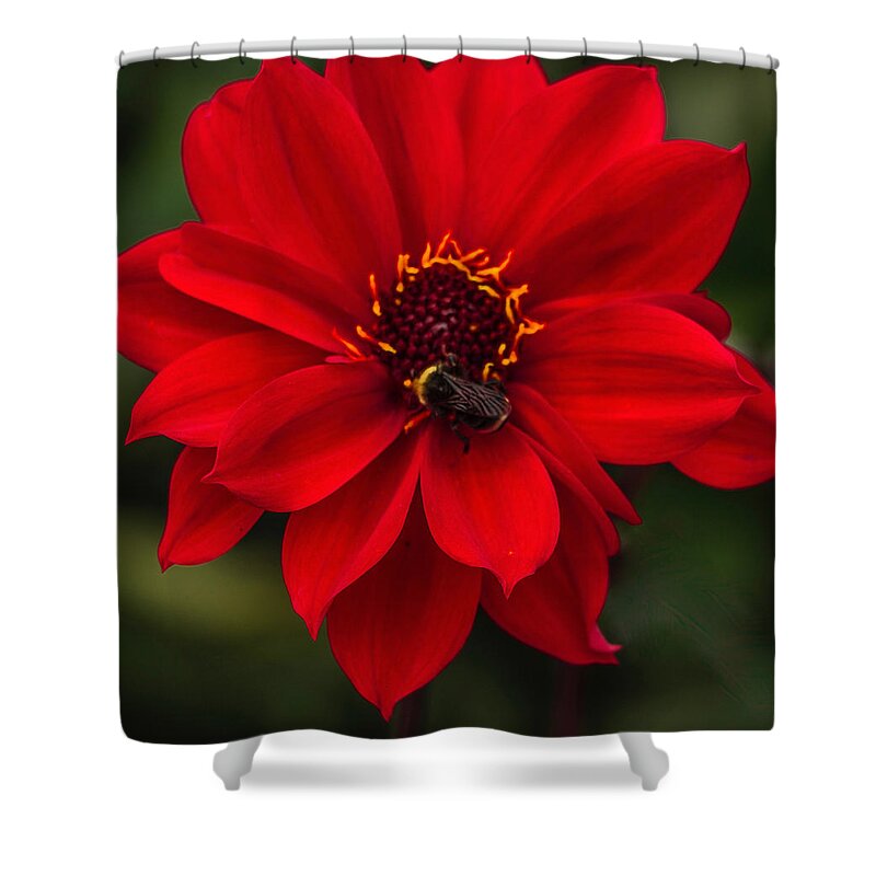 Flowers Shower Curtain featuring the photograph Ravishing Red Dahlia With Bee by Venetia Featherstone-Witty