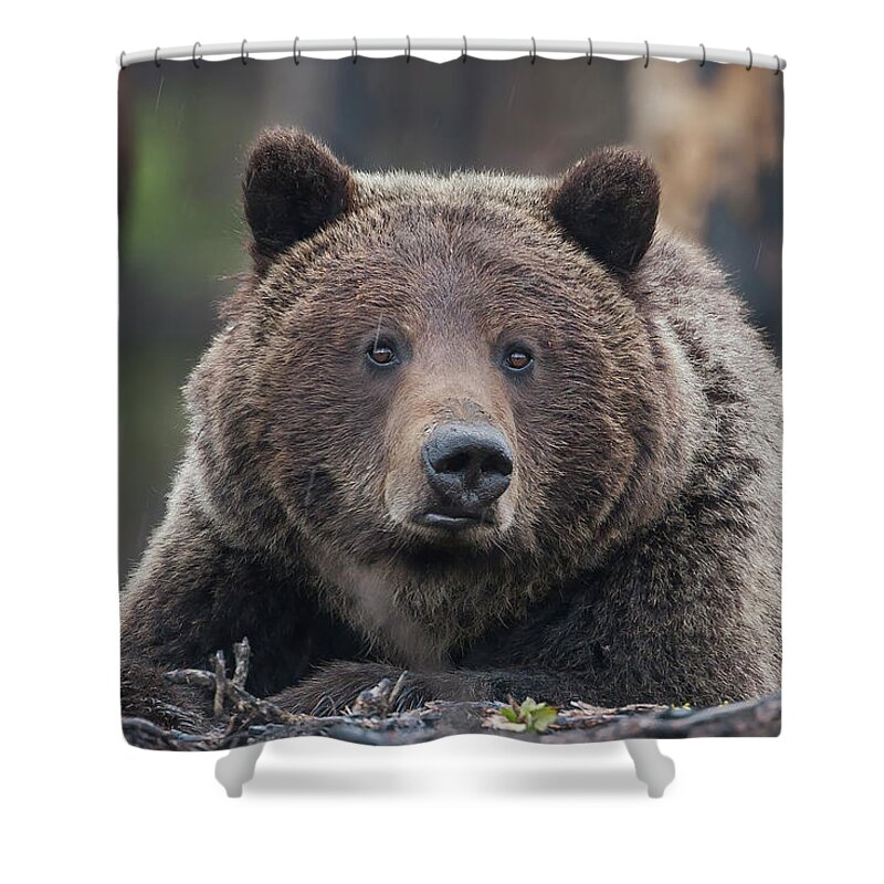 Mark Miller Photos Shower Curtain featuring the photograph Raw, Rugged and Wild- Grizzly by Mark Miller