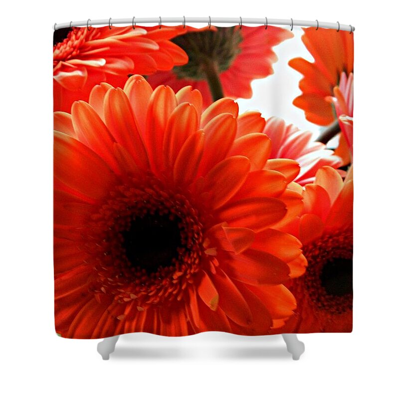 Flowers Shower Curtain featuring the photograph Rays of Joy by Anne McDonald