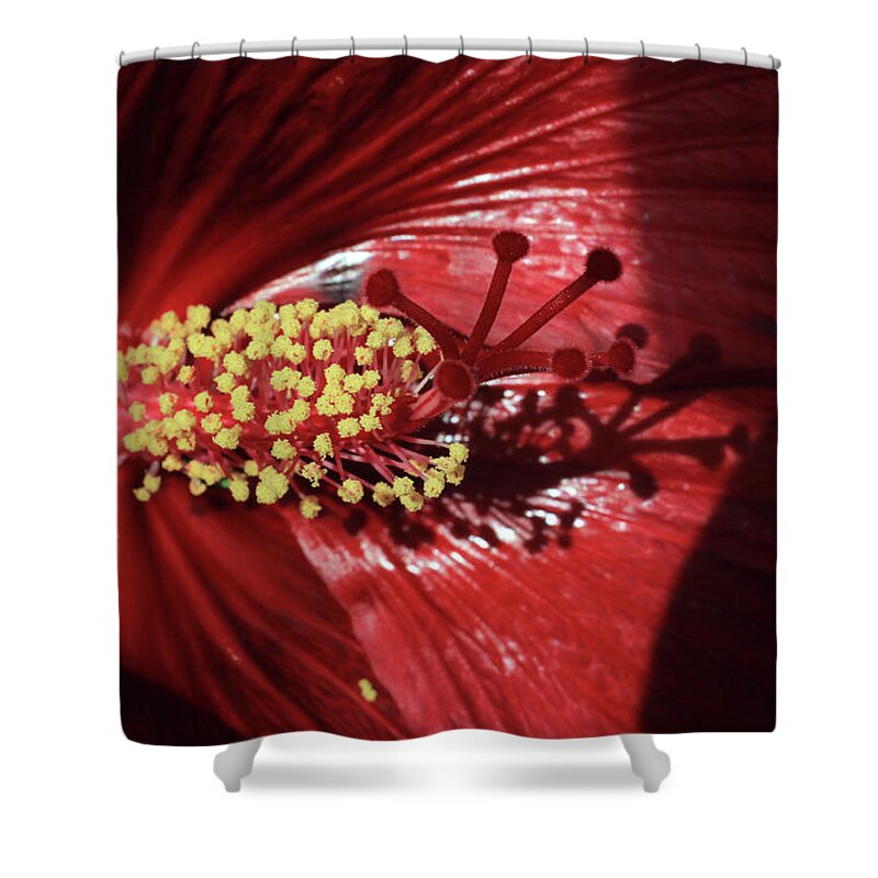 Hibiscus Shower Curtain featuring the photograph Red Hibiscus by Jackson Pearson
