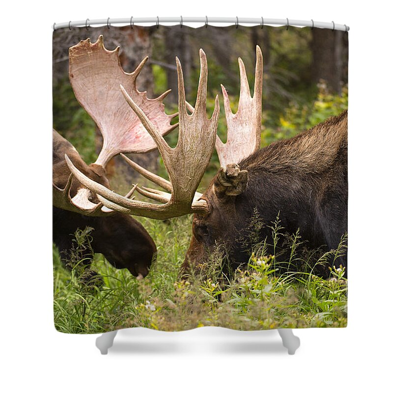 Bull Moose Shower Curtain featuring the photograph Reach Advantage by Aaron Whittemore