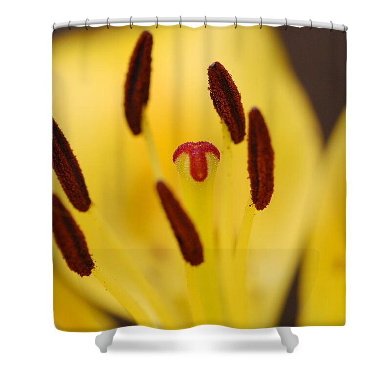 Flower Shower Curtain featuring the photograph Reaching by Amy Fose