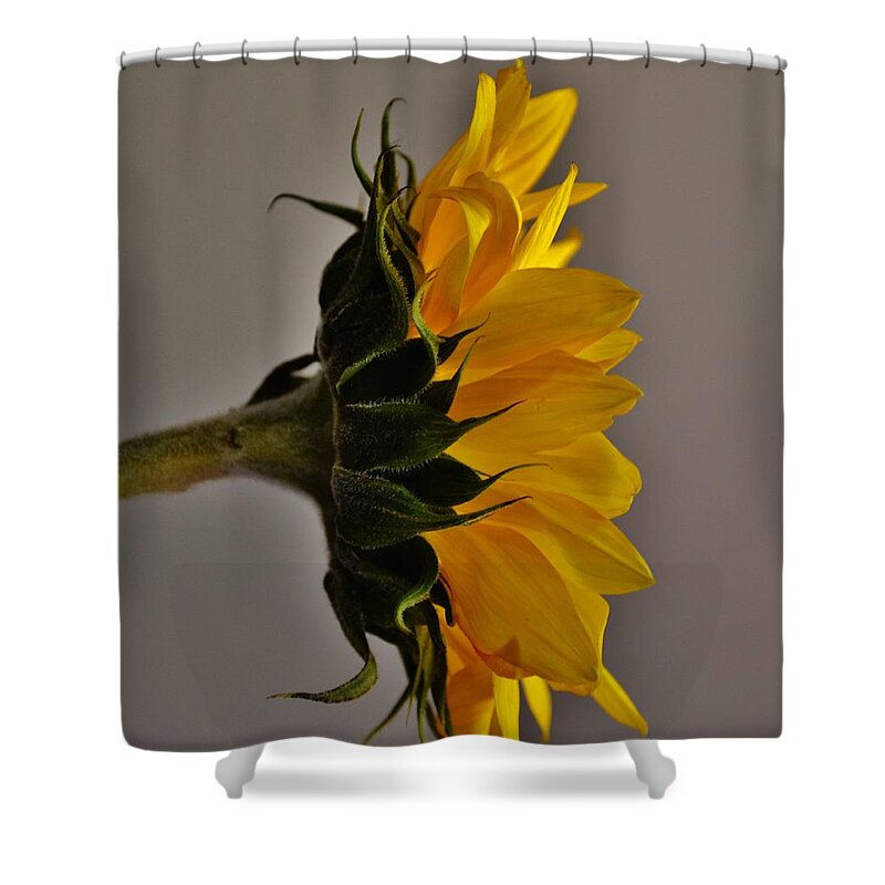 Yellow Shower Curtain featuring the photograph Reaching for Rays by Eileen Brymer
