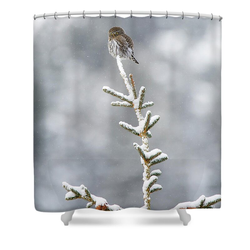 Pygmy Owl Shower Curtain featuring the photograph Reaching for the Heavens by Deby Dixon
