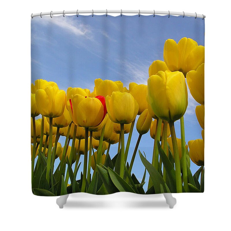 Tulips Shower Curtain featuring the photograph Reaching for the Heavens by Louise Magno