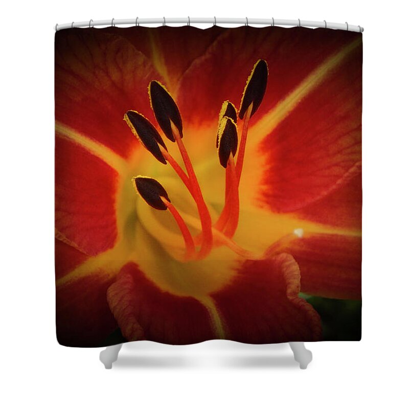 Reaching Shower Curtain featuring the photograph Reaching for the Sun by Judy Hall-Folde