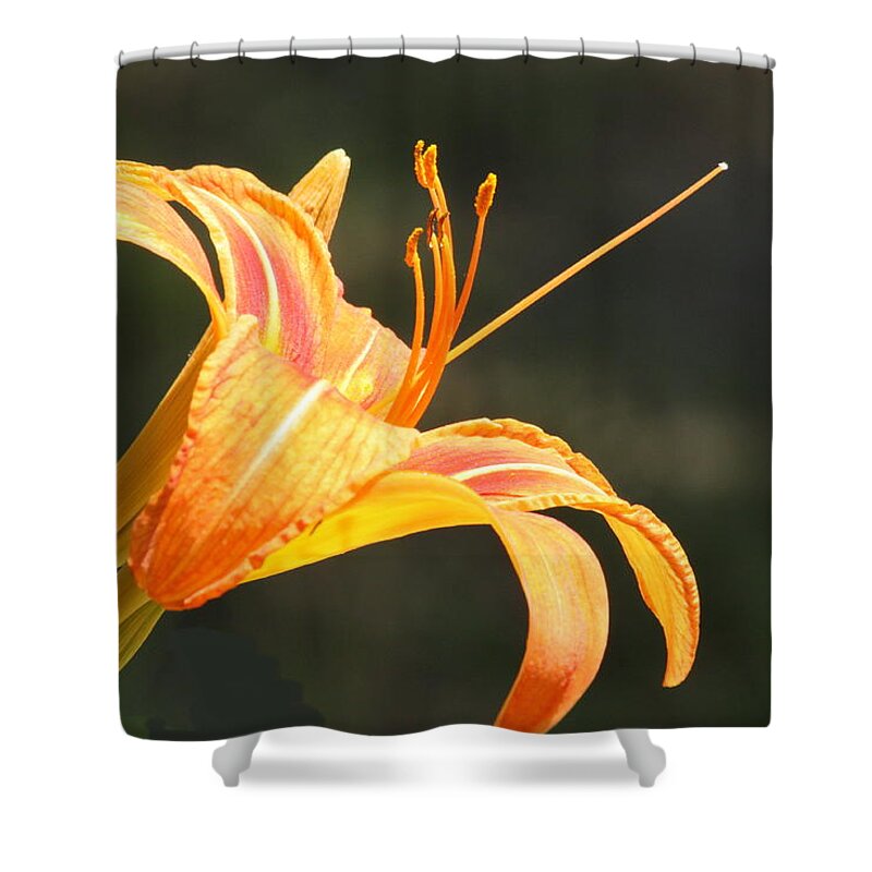 Nature Shower Curtain featuring the photograph Reaching Out by Sheila Brown