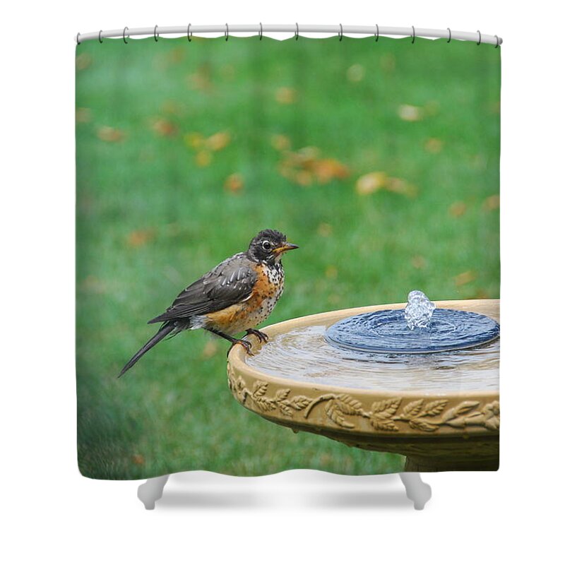 Robin Shower Curtain featuring the photograph Ready to Jump In by Wanda Jesfield