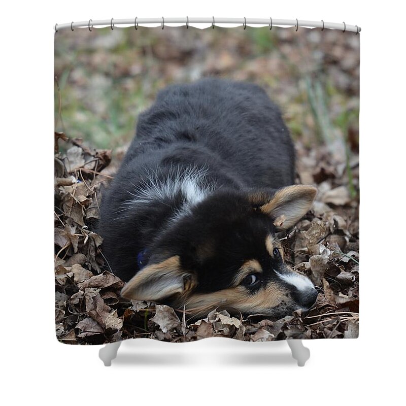 Ready To Rumble Shower Curtain featuring the photograph Ready to Rumble by Maria Urso