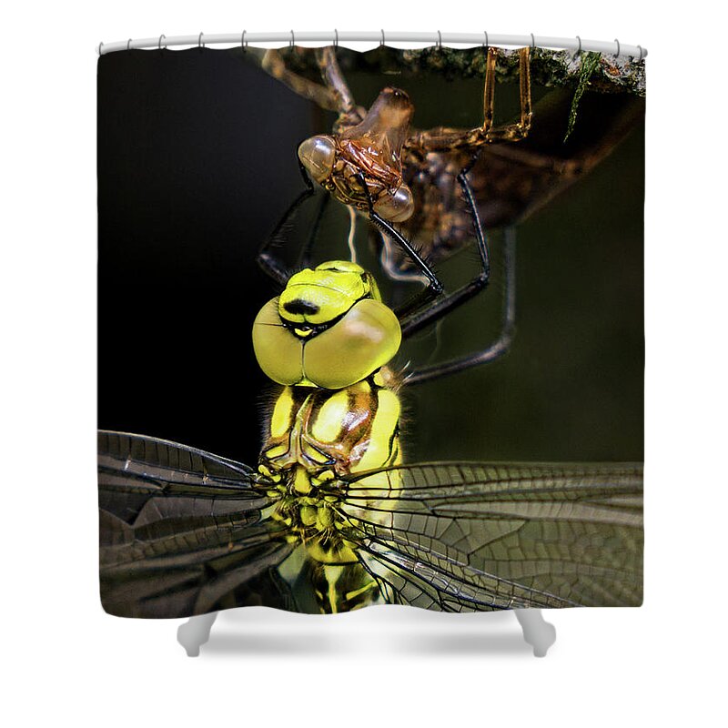 Dragonfly Shower Curtain featuring the photograph Rebirth I by Weston Westmoreland