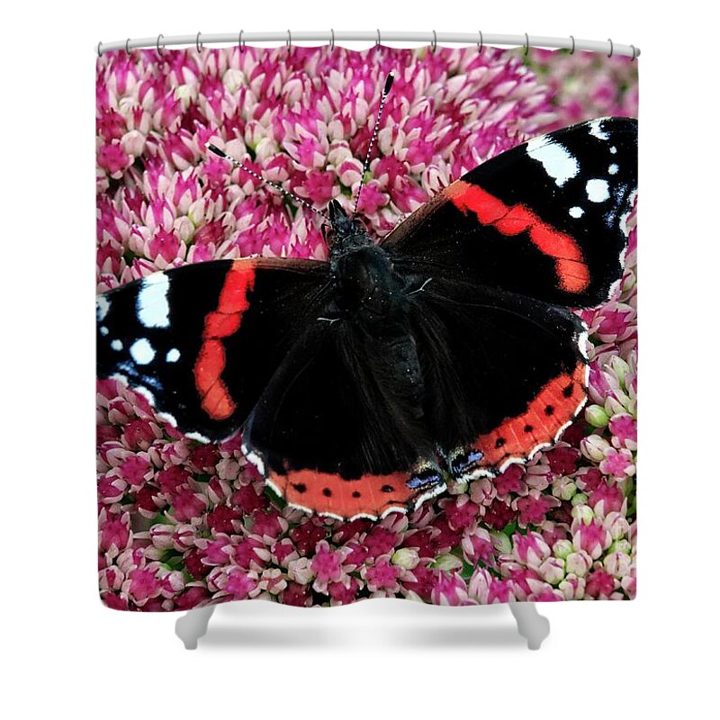 Butterfly Shower Curtain featuring the photograph Red Admiral Butterfly Vanesa Atalanta by Martyn Arnold