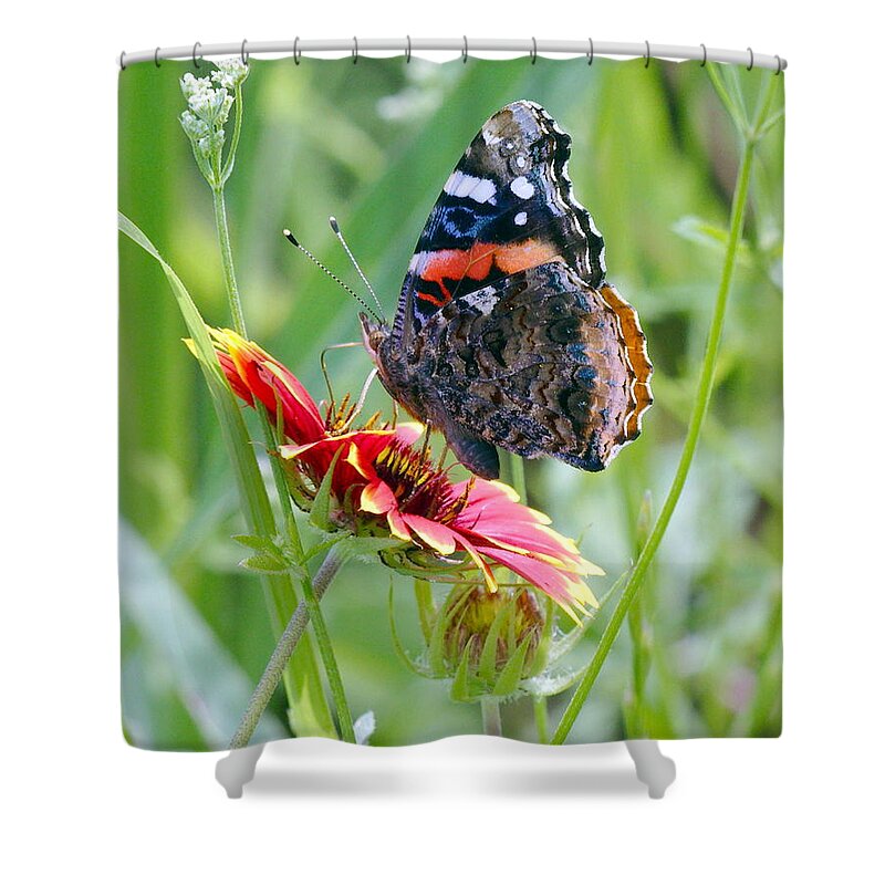 Butterfly Shower Curtain featuring the photograph Red Admiral by James Smullins