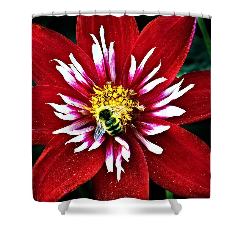 Flower Shower Curtain featuring the photograph Red and White Flower with Bee by Anthony Jones