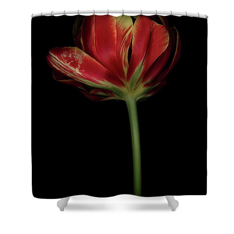 Parrot Tulip Shower Curtain featuring the photograph Red and Yellow Tulip 2 by Oscar Gutierrez