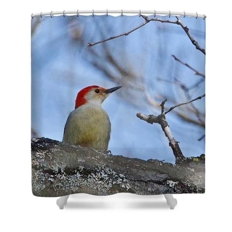 Red-bellied Woodpecker Shower Curtain featuring the photograph Red-bellied Woodpecker 1137 by Michael Peychich