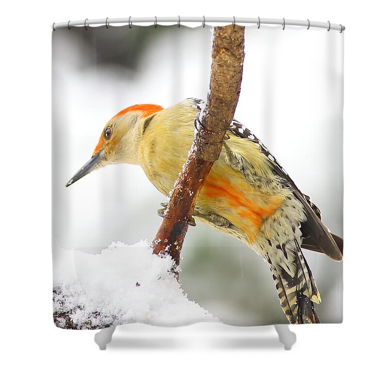 Red-bellied Woodpecker Shower Curtain featuring the photograph Red-bellied Woodpecker With Snow by Daniel Reed