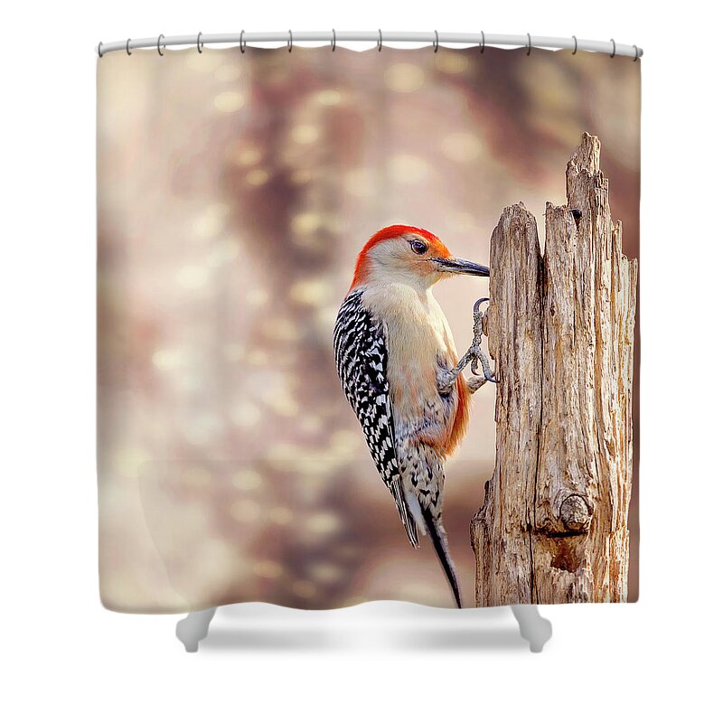 Red-bellied Woodpecker Shower Curtain featuring the photograph Red Belly Soft Bokeh by Bill and Linda Tiepelman