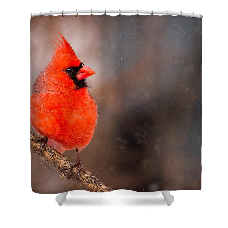 Animals Shower Curtain featuring the photograph Red Bird in the Snow by Rikk Flohr
