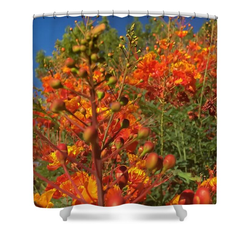 Landscape Shower Curtain featuring the photograph Red Bird of Paradise Garden by Chris Tarpening