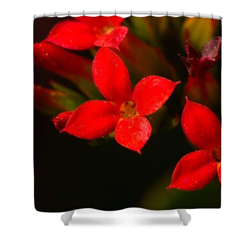 Red Shower Curtain featuring the photograph Red blooms by James Smullins