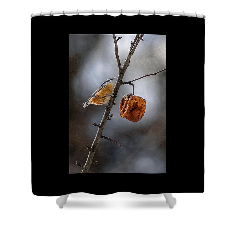 Red Breasted Nuthatch Shower Curtain featuring the photograph Red Breasted Nuthatch by Marty Saccone