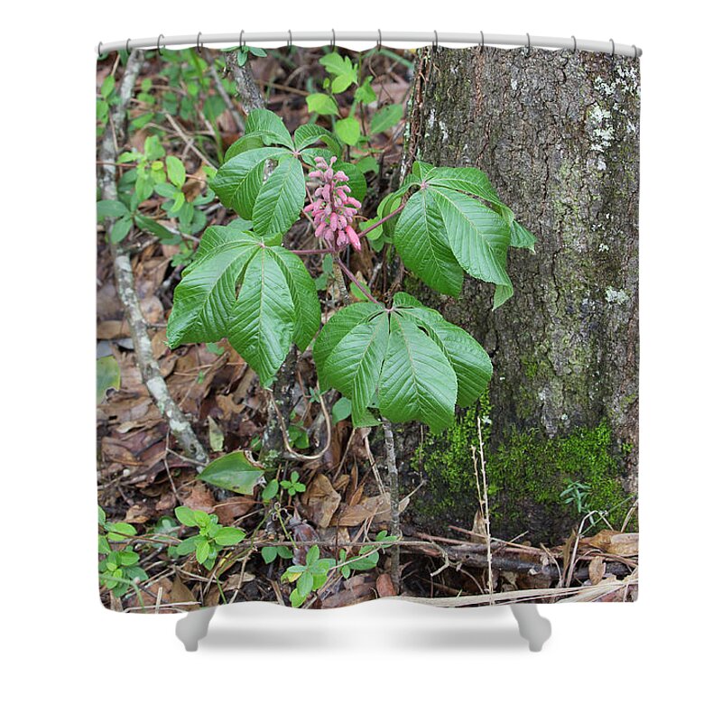 Ronnie Maum Shower Curtain featuring the photograph Red Buckeye by Ronnie Maum