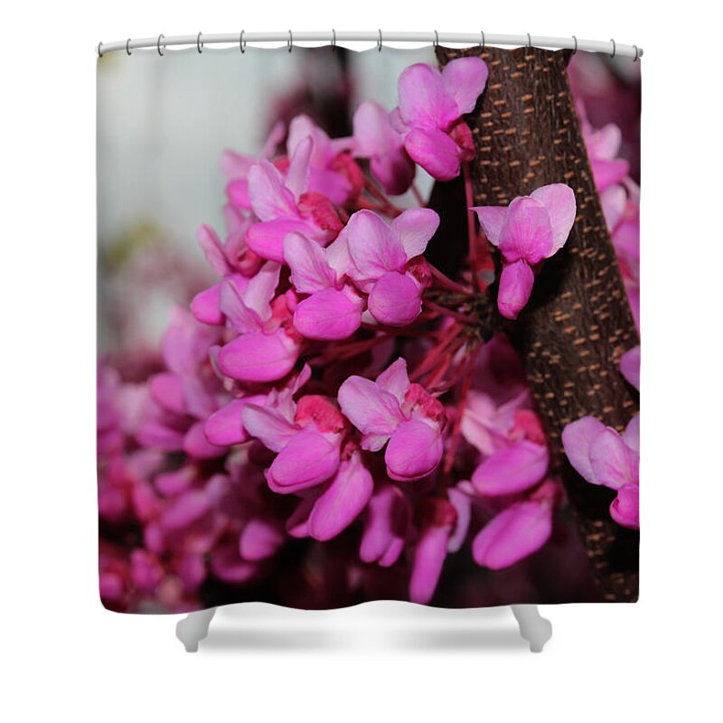 Nature Shower Curtain featuring the photograph Red Bud 2011-3 by Robert Morin