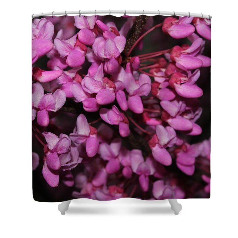 Nature Shower Curtain featuring the photograph Red Bud 2011-4 by Robert Morin