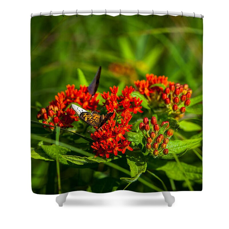 Flower Shower Curtain featuring the photograph Red Butterfly Milkweed by Jeff Phillippi