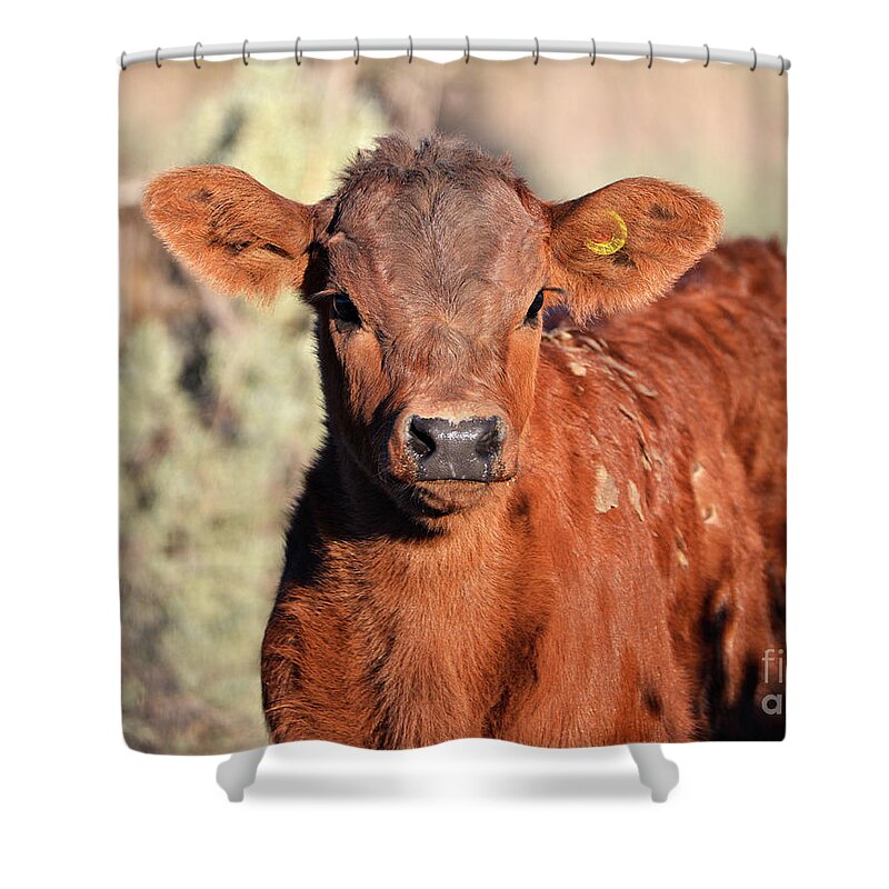 Denise Bruchman Shower Curtain featuring the photograph Red Calf by Denise Bruchman