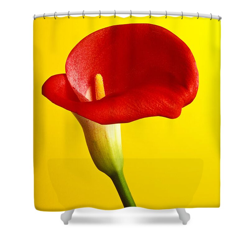 Red Yellow Flower Flowers Calla Lily Lilies Stem Yellow Graphic Design Bright Color Colors Colour Colours Colorful Distinctive Lilum Lilys Arum Bulb Close Up Detail Details Beauty Nature Beautiful Blossom Delicate Fragile Growing Vertical Plant Plants Concepts Decoration Bloom Blooming Botanical Floral Horticulture Floriculture Blossoming Flowering Petal Serenity Stamen Majestic Grow Unusual Shower Curtain featuring the photograph Red calla lilly by Garry Gay