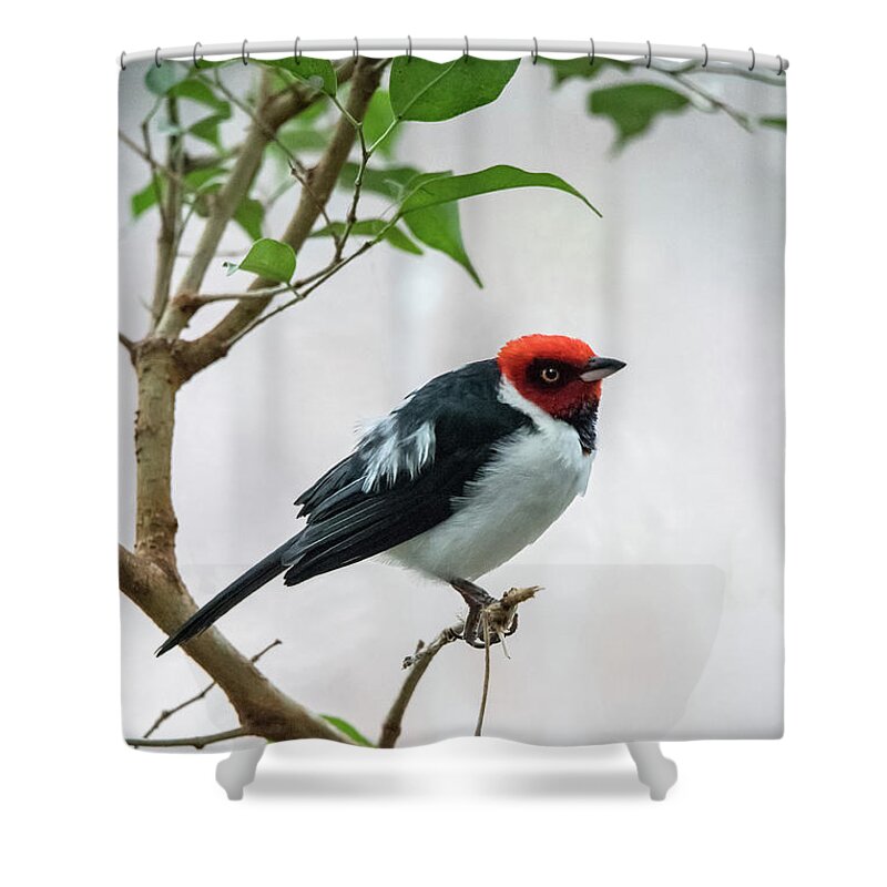 South America Shower Curtain featuring the photograph Red Capped Cardinal 2 by Ed Taylor