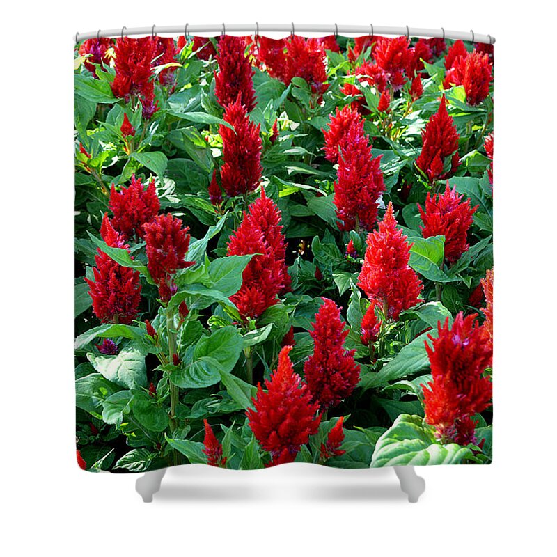 Red Celosia Shower Curtain featuring the photograph Red Celosia Garden by Glenn McCarthy Art and Photography