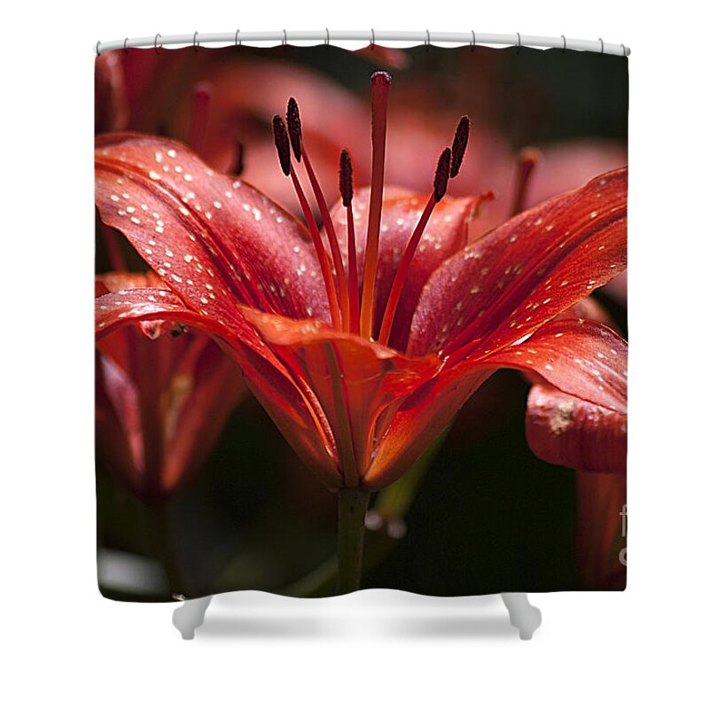 Red Shower Curtain featuring the photograph Red Day Lily 20120615_52a by Tina Hopkins