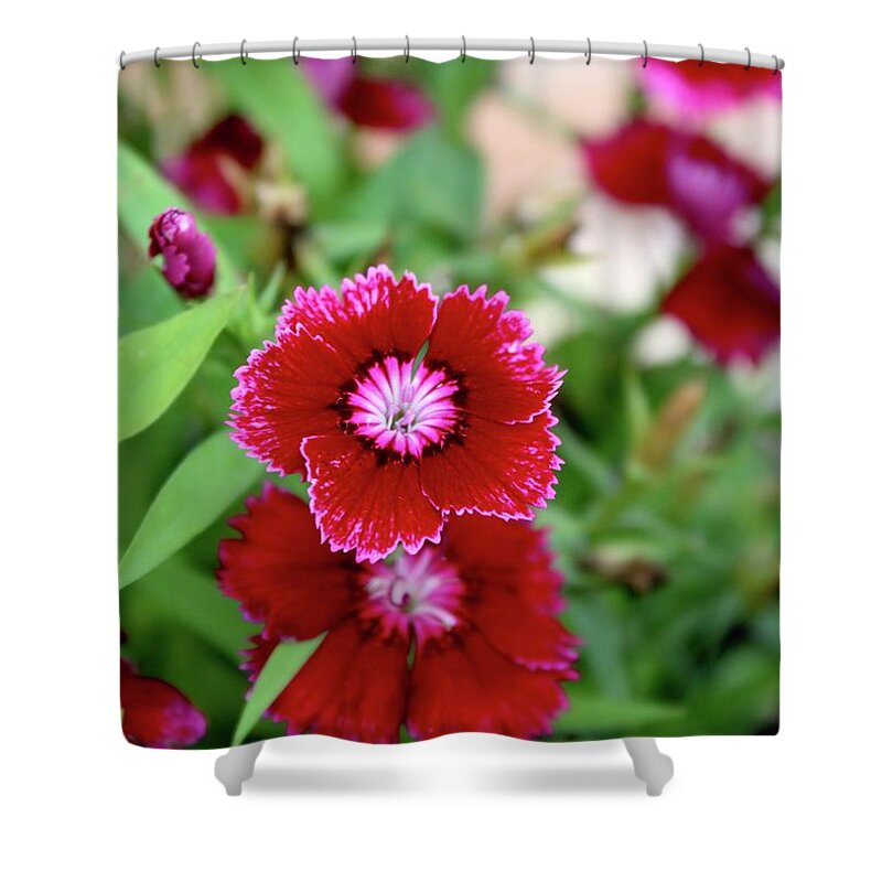 Photograph Shower Curtain featuring the photograph Red Dianthus Smiles by M E