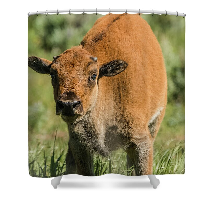 Grand Teton National Park Shower Curtain featuring the photograph Red Dog Bison Calf by Yeates Photography