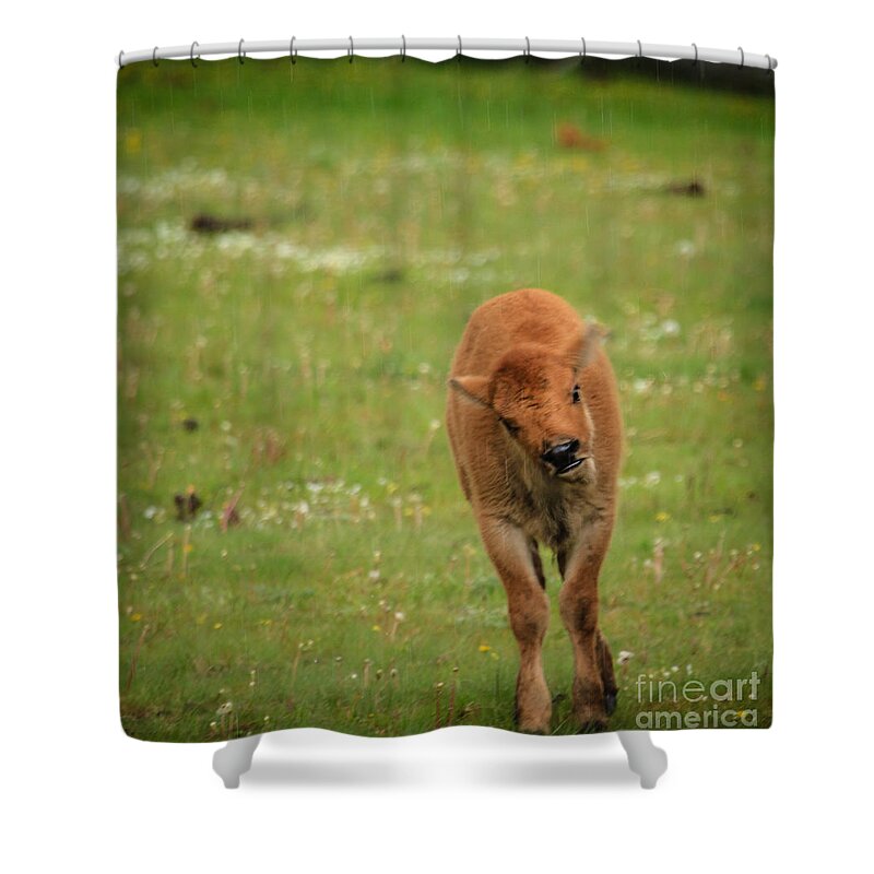 Mammal Shower Curtain featuring the photograph Red Dog by Robert Bales