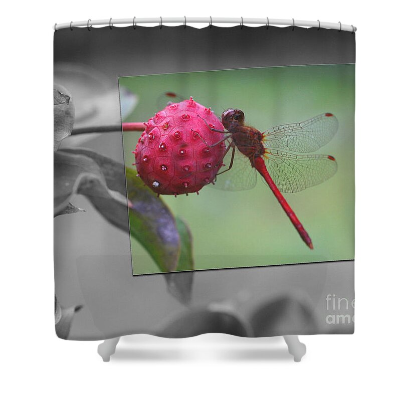 Animal Shower Curtain featuring the photograph Red Dragonfly On Black And White by Smilin Eyes Treasures