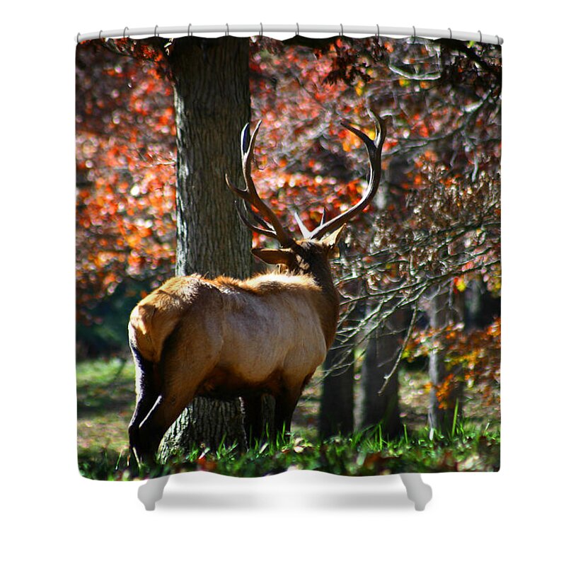 Elk Shower Curtain featuring the photograph Red Elk by Anthony Jones