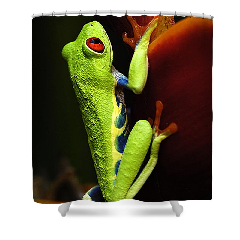 Frog Shower Curtain featuring the photograph Red- Eyed Tree Frog Costa Rica 5 by Bob Christopher