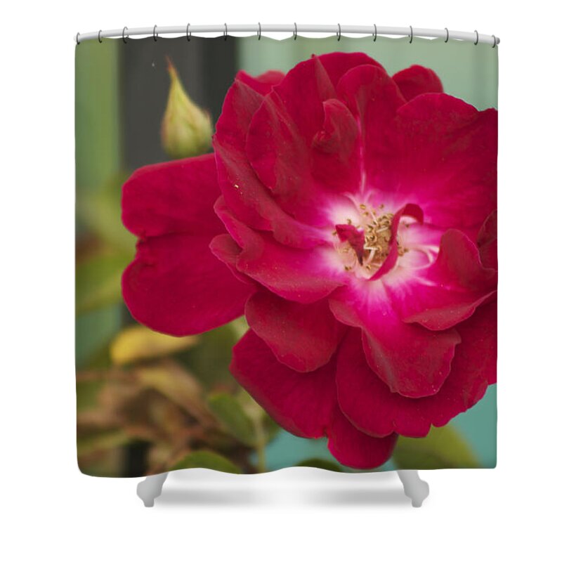 Red Flower Shower Curtain featuring the photograph Red Flower by Carol Tsiatsios