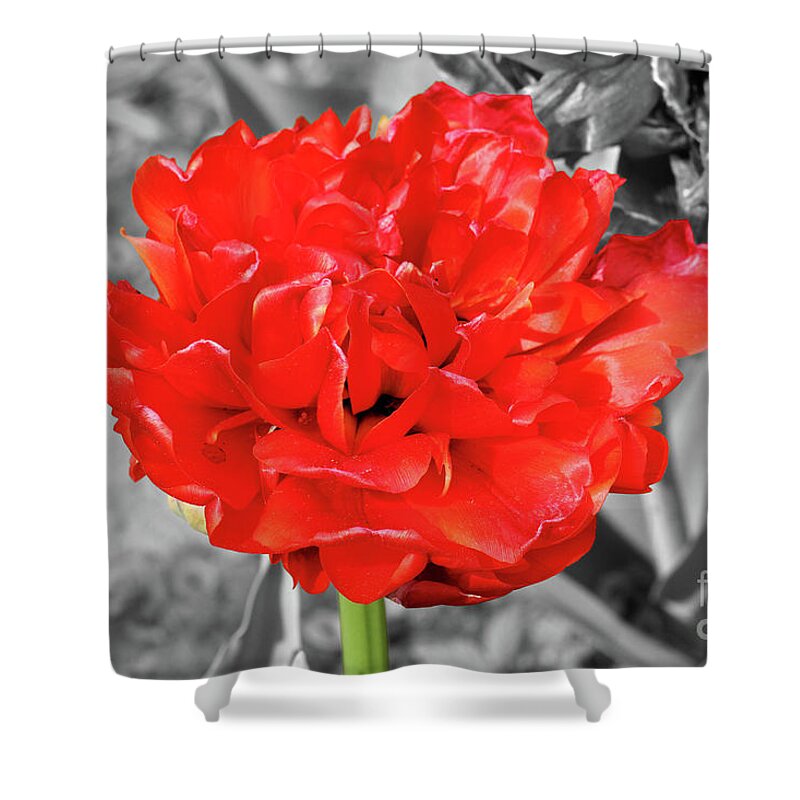 Red Shower Curtain featuring the photograph Red Flower by E B Schmidt