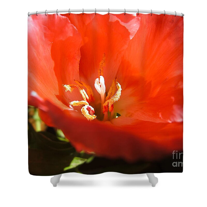 Wall Art Shower Curtain featuring the photograph Red Flower Macro by Kelly Holm
