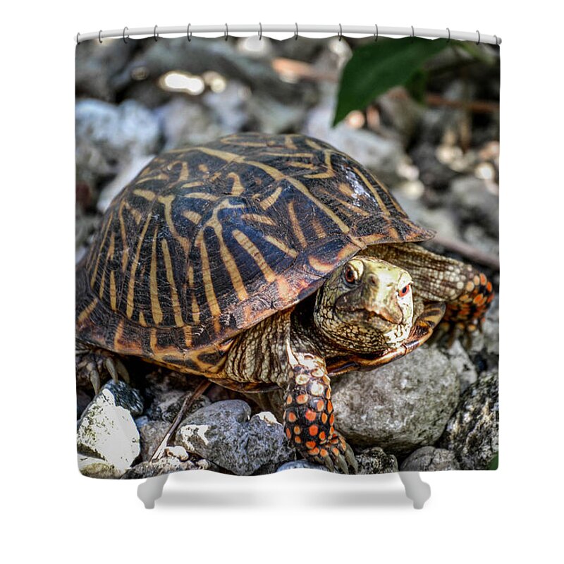 Plant Shower Curtain featuring the photograph Red-Footed Tortoise by Lisa Kilby