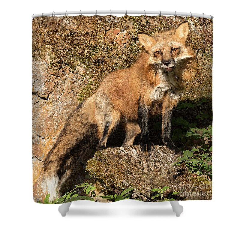 Red Fox Shower Curtain featuring the photograph Red Fox by Art Cole
