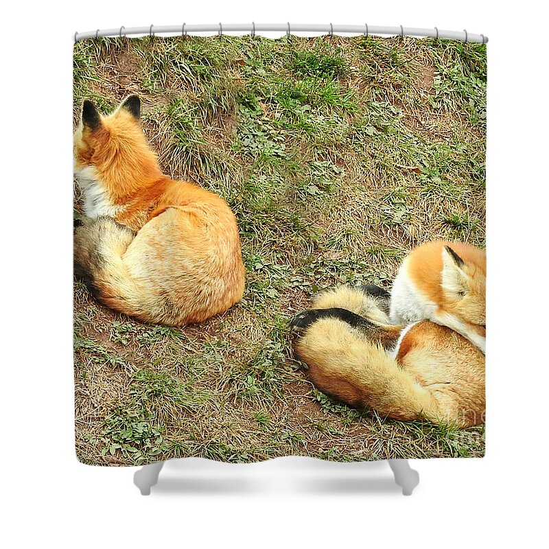 Red Fox Shower Curtain featuring the photograph Red Fox by Kathy M Krause