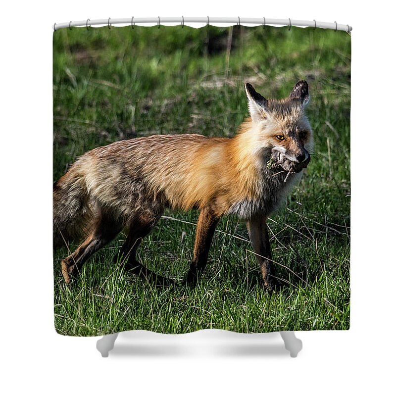 Fox Shower Curtain featuring the photograph Red Fox by Paul Freidlund