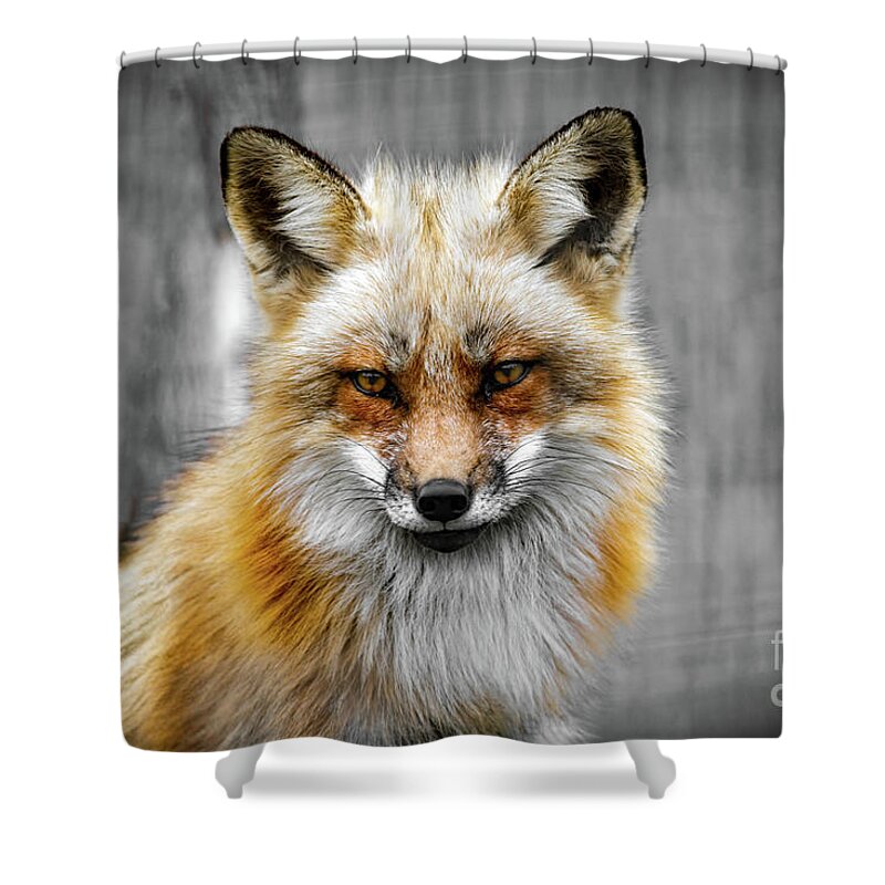 Fox Shower Curtain featuring the photograph Red fox portrait by Sam Rino